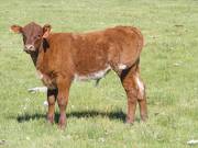 2013 Steer Calf 085
