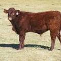 2014 Steer Calf 090