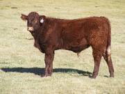 2014 Steer Calf 090