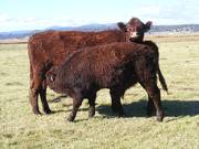 2014 Steer Calf 97W