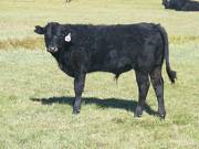 2014 Steer Calf 105
