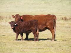 2014 Steer Calf 108