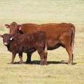 2014 Steer Calf 108