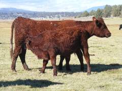 2014 Steer Calf 124