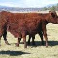 2014 Steer Calf 124