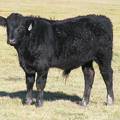2014 Steer Calf 126