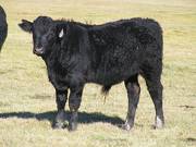 2014 Steer Calf 126