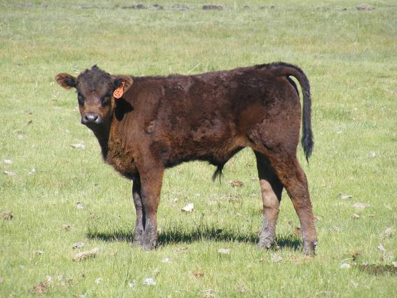 2013 Steer Calf 126