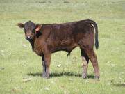 2013 Steer Calf 126