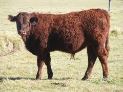 2014 Steer Calf 140