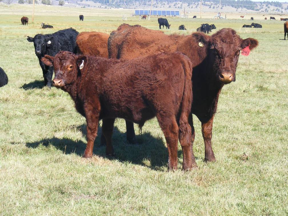 2014 Steer Calf 241