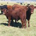 2014 Steer Calf 241