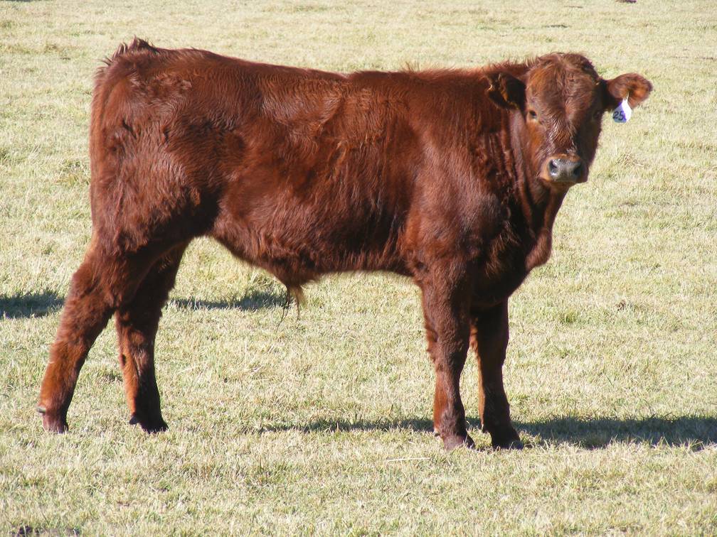 2014 Steer Calf 250