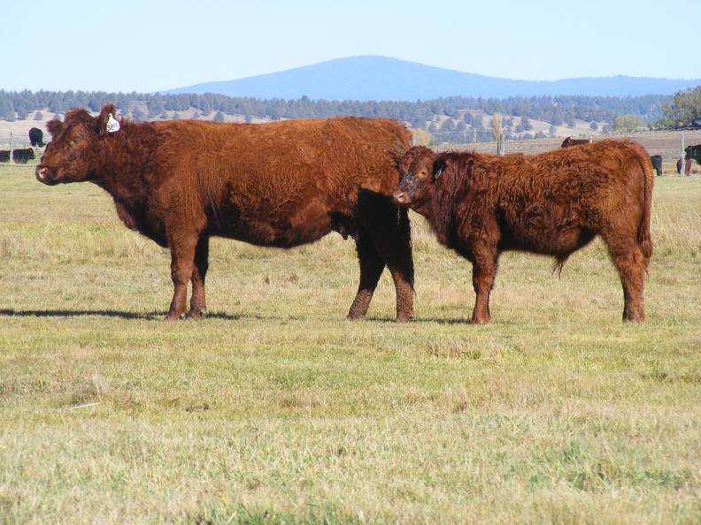 2014 Steer Calf 389