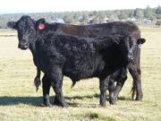 2014 Steer Calf 391