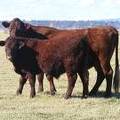 2014 Steer Calf 412