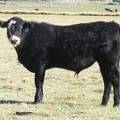 2014 Steer Calf 434