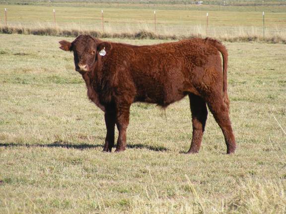 2014 Steer Calf 445