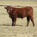 2014 Steer Calf 445