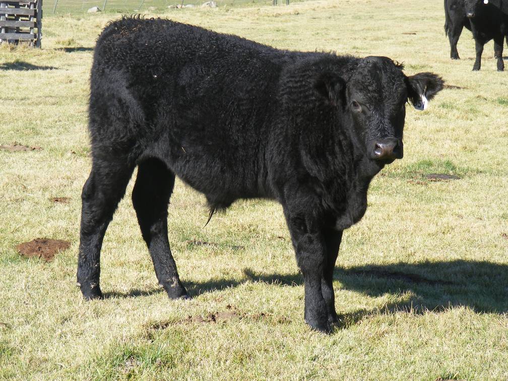 2014 Steer Calf 551