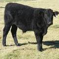 2014 Steer Calf 551