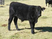 2014 Steer Calf 551