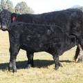 2014 Steer Calf 614