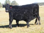 2014 Steer Calf 614