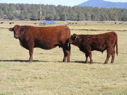 2014 Steer Calf 616