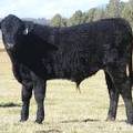 2014 Steer Calf 628