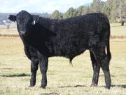 2014 Steer Calf 628