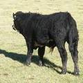 2014 Steer Calf 631