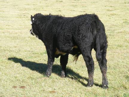 2014 Steer Calf 631