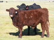 Steer calves