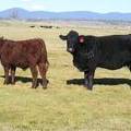 2014 Steer Calf 669