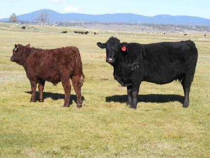 2014 Steer Calf 669