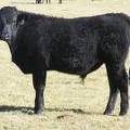 2014 Steer Calf 714