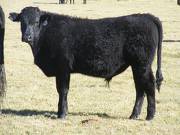 2014 Steer Calf 714