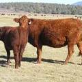 2014 Steer Calf 718