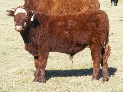 2014 Steer Calf 718