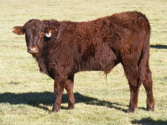 2014 Steer Calf 731