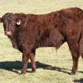 2014 Steer Calf 731