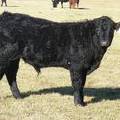 2014 Steer Calf 751