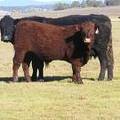 2014 Steer Calf 773