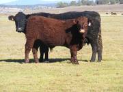 2014 Steer Calf 773