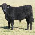 2014 Steer Calf 848