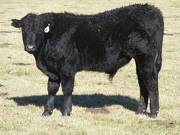 2014 Steer Calf 881