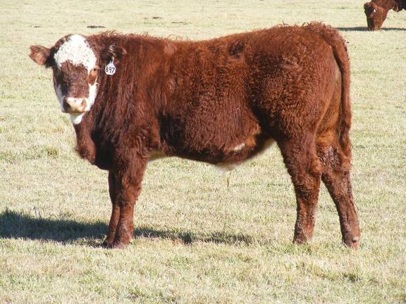 2014 Steer Calf 897