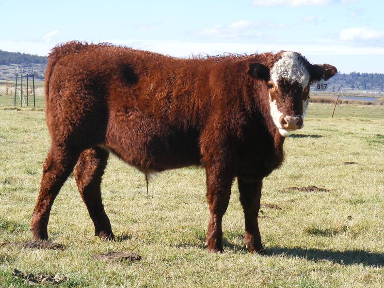 2014 Steer Calf 897