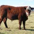 2014 Steer Calf 897